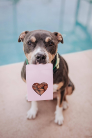 Heart(Beet) Boxes - Superfood Dog Treats