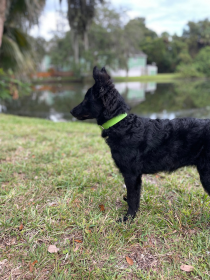 Biothane Buckle Dog Collar (Color: Green, size: Small/Medium 12-14 inches)