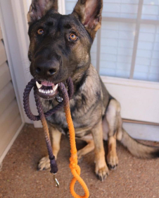 Rope Dog Leash (Color: Black and Orange Ombre, size: 5 ft)