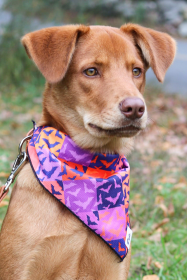 Spooky Bat Squares Dog Bandana (size: XL - 35in x 17in)