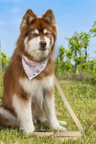 Cheers to Love Dog Bandana (size: XL - 35in x 17in)