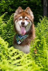 Magical Fern Forest Dog Bandana (size: M/L - 27in x 13in)