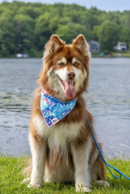 Painted Peaks Dog Bandana (size: M/L - 27in x 13in)