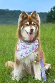 Wildflower Meadow Dog Bandana (size: M/L - 27in x 13in)