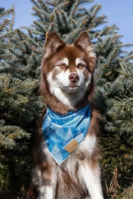 Siberian Spruce Dog Bandana (size: XL - 35in x 17in)